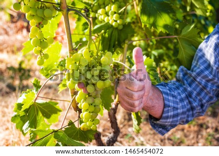 Caucasian winegrower working in an organic vineyard, ago ok sign with his thumb up. Traditional agriculture. Sardinia.