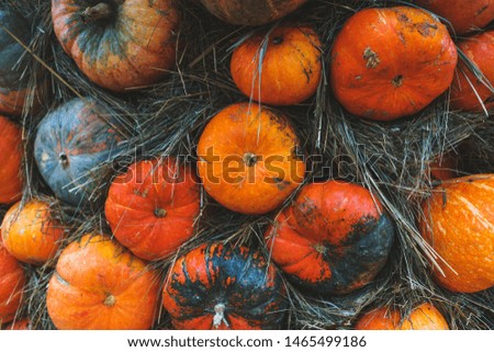 Harvest pumpkins of different size and color on the cut grass. Rustic Atmospheric autumn background. Hay and vegetables. Thanksgiving day and Halloween.