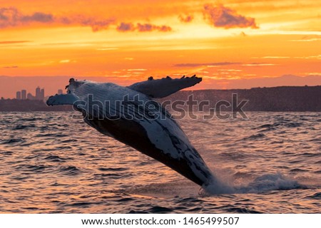 Humpback whale sunset breach outside Sydney Heads, Sydney, Australia during a sunset whale watching tour