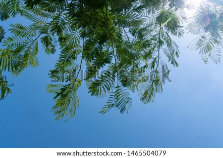 branches with green leaves against blue sky