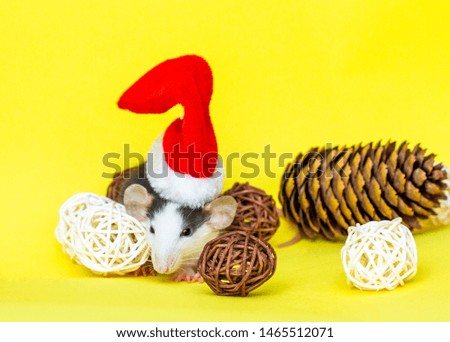 Little fluffy rat sits in Christmas toys and    new Year decorations.