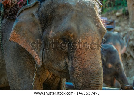 Close up of Thailand elephant
