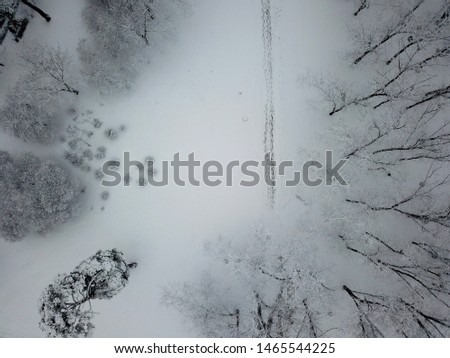 Aerial view. Snow covered trees and bush in the park. Snow lies on the branches of trees.