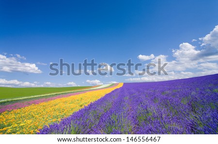 Flower field and blue sky with clouds. 