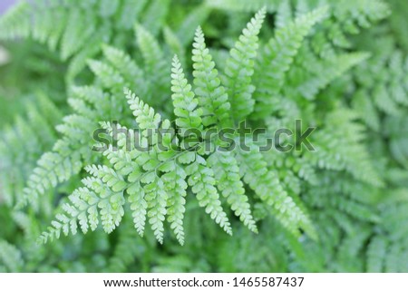 deer foot fern green delicate leaves 