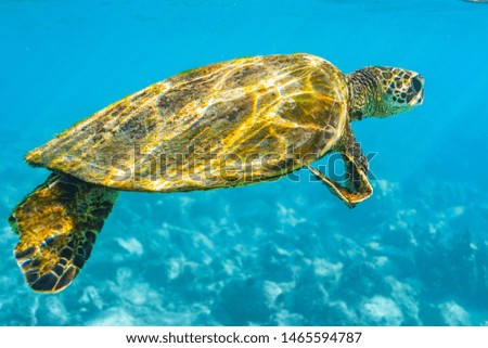 Turtle with deformed flipper swimming in clear blue ocean