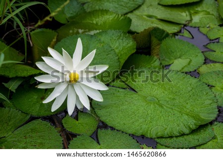 The blooming white lotus and its leaves are floating above the freshwater swamp in the tropical climate.