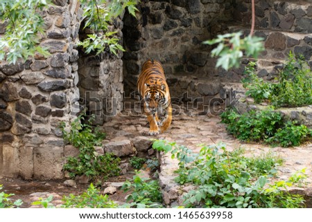 beautiful tiger, on the background of green trees in the zooю