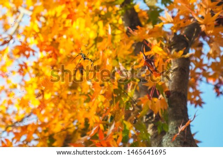 Colourful red and yellow maple leafe under the maple tree during autumn in South Korea,Maple red background.coppy space.