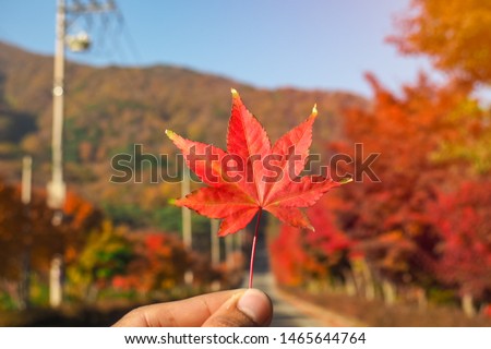 Hand holding red maple during autumn 
with blurred background in South Korea,Maple red background.