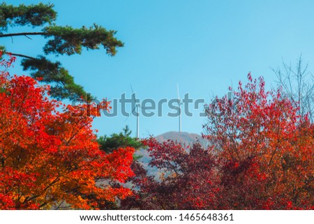Red maple tree with windmill background on the moutain during autumn season in South Korea,tourist attraction in South korea.