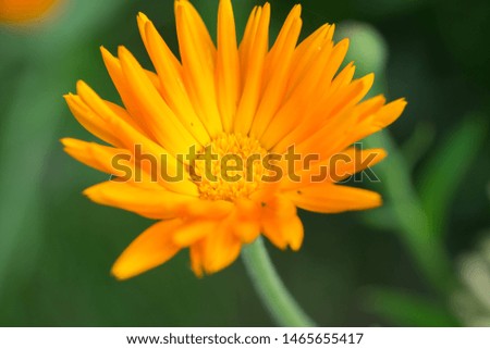 Beautiful orange Pot Marigold, Calendula officinalis flower green background