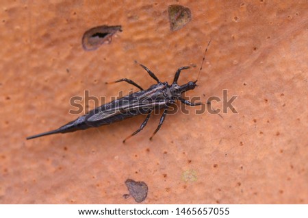 Thrips are minute, slender insects with fringed wings and unique asymmetrical mouthparts. Royalty-Free Stock Photo #1465657055