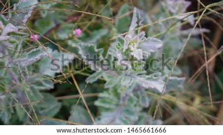 indian winter weed with fleshy purple leaves.