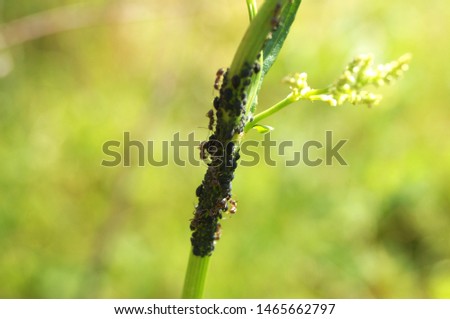 Macro shot of ants and aphid summer on a green plant.
