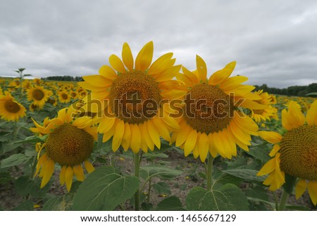 Yellow sun flowers in summer 