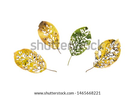 Autumn pattern with imperfect colorful leaves on white background. Flat lay.
