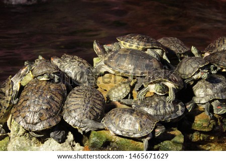 Family of striped reptiles have a green shell. A lot of the turtles accumulated in one place. Curious turtles pulled out the neck. Red-spotted turtles have a durable shell. Turtles bask on the stones.