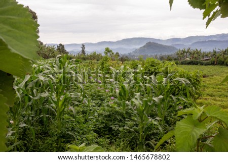 Maize Irish Potato and banana crops in east Africa Royalty-Free Stock Photo #1465678802