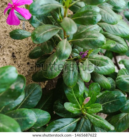 A picture of beautiful pink flowers with green leaves. Indian flowers,A closeup view.