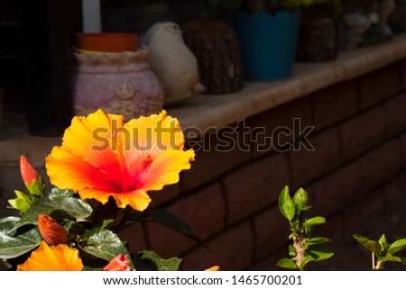 Yellow and red flower with buds