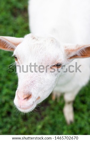 White baby goat on green grass in sunny day