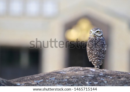 Beautiful owl on a rock staring at the camera with a Buddhist temple in the background.