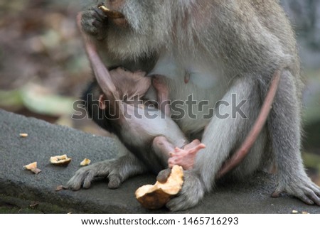 Young Long-tailed Baby Macaque (Macaca fascicularis) suckling on mummy's breast at Sacred Monkey Forest Sanctuary, Ubud, Bali, Indonesia