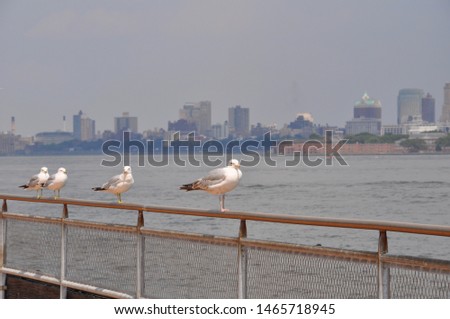 Seagulls at Staten Island near New York