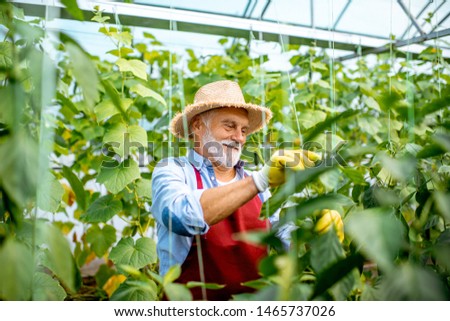 Senior man growing cucumbers, tying the branches up in the hothouse on a small agricultural farm. Concept of a small agribusiness and work at retirement age
