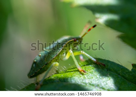 Macro photo of green shield bug. Palomena prasina . Forest insect.