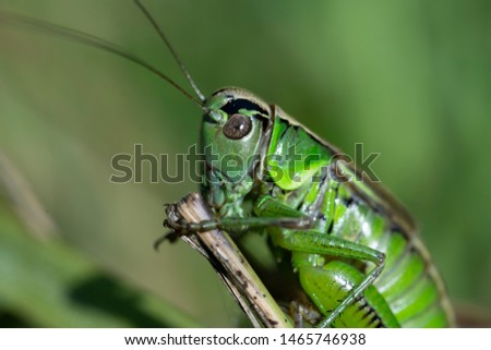 Macro photo of green grasshopper. Summer meadow with insect