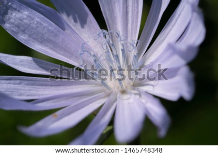 Macro photo of cichorium intybus flower blossom. Blue sailors, chicory, coffee weed, or succory is a herbaceous perennial plant.