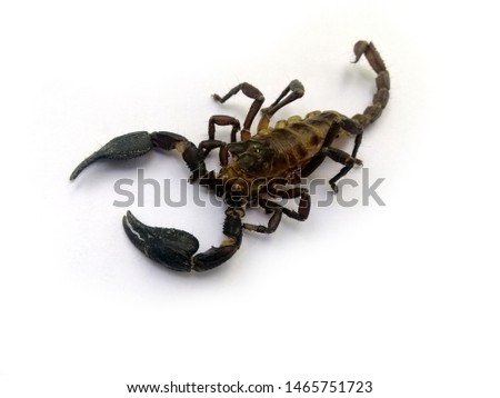 Scorpion isolated on a white background. Scorpions die on a white background.Thai Scorpion.