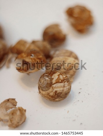 Isolated shells on a white background