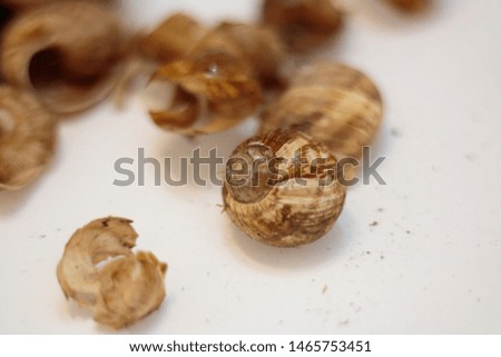 Isolated shells on a white background