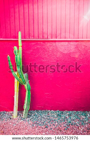 Tall cactus on pink wall in California. Hot weather cactus. Cover photo. Thumbnail image for title overlay