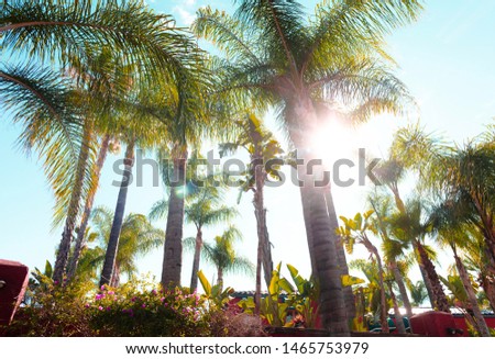 Palm trees on a sunny day in California 