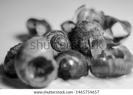Isolated shells on a white backround