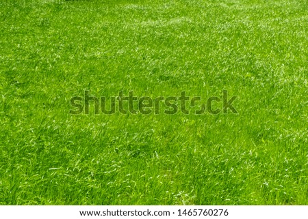 green lawn, uncut grass in the yard, green background.