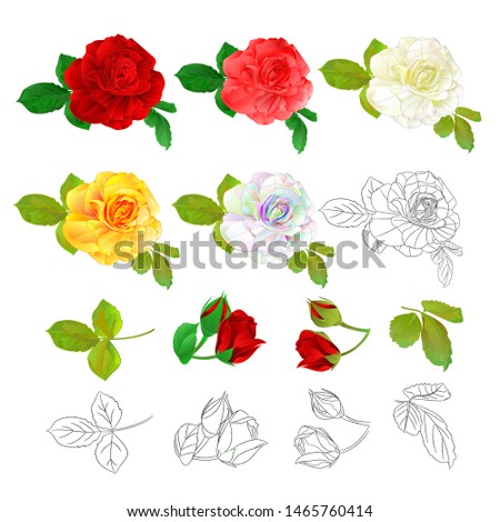Rose red pink white yellow colored and outline natural and outline vintage on a white background vector illustration editable hand draw