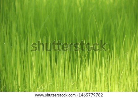 Jasmine rice seedlings. Green background.