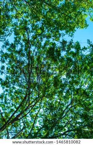 Locust tree branches silhouetted against blue summer sky