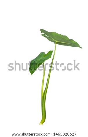 Colorful nature green taro leaves texture in heart shaped patterns isolated on white background with clipping path