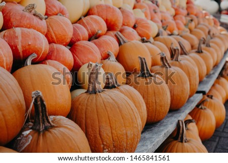 Rows of Pumpkins, autumn concept. Traditional symbol for autumnal harvest, pumpkin soup and pie, Thanksgiving Day, Halloween. Farmland, local organic market. Selective focus. Blurry background.