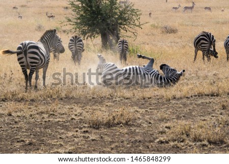 Zebras rolling around in the Serengeti in June 2017