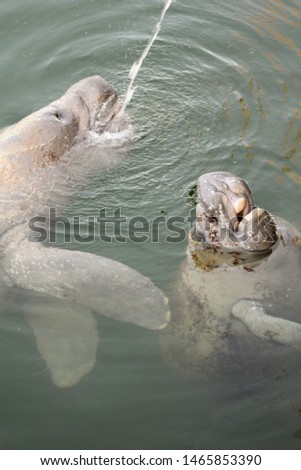 Momma and baby manatee. Florida Keys.