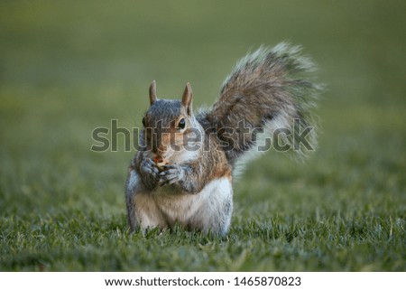 squirrel eating in the grass