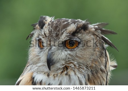 Head shot of a European eagle owl (bubo bubo)