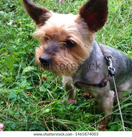 Photo puppy dog ​​breed Yorkshire Terrier. Puppy Yorkshire Terrier for a walk. Dog on the background of green grass.